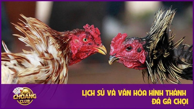 Đá Gà Chọi - Khám phá thú vui dân gian đầy kịch tính 1 Tìm hiểu chi tiết lịch sử và văn hóa hình thành đá gà chọi