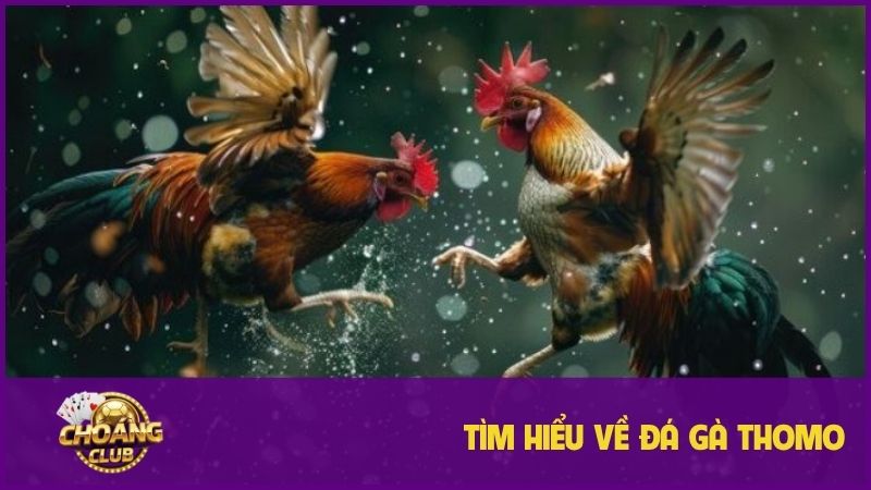 Đá gà thomo – Trải nghiệm cá cược hấp dẫn không thể bỏ lỡ 1 Tìm hiểu đôi nét về đá gà Thomo