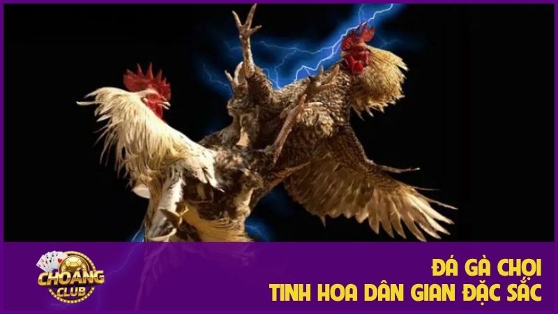Đá Gà Chọi - Khám phá thú vui dân gian đầy kịch tính 3 Đá gà chọi – Tinh hoa của môn thể thao dân gian đặc sắc
