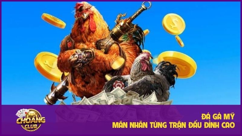 Đá gà Mỹ - Sân chơi đỉnh cao cho người đam mê chọi kê 5 Đá gà Mỹ – Sân chơi đỉnh cao cho người đam mê chọi kê