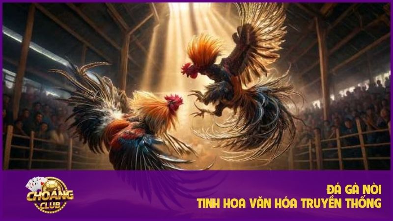 Đá gà nòi - Thăng hoa cảm xúc với những trận đấu đỉnh cao 4 Đá gà nòi – Thăng hoa cảm xúc với những trận đấu đỉnh cao