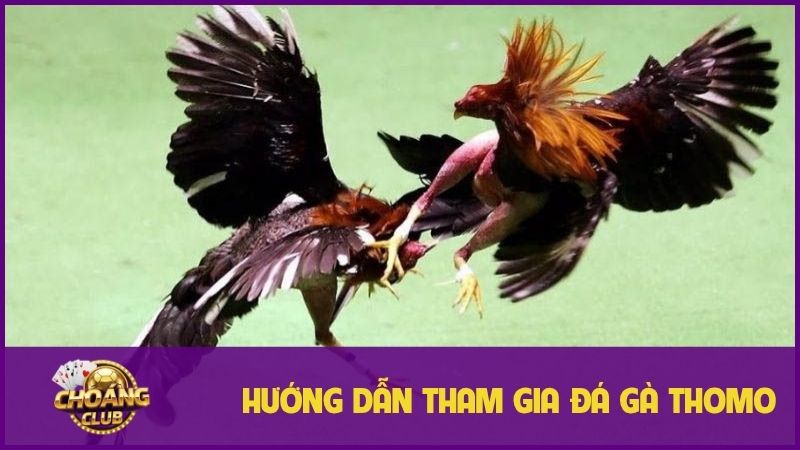 Đá gà thomo – Trải nghiệm cá cược hấp dẫn không thể bỏ lỡ 2 Hướng dẫn tham gia bộ môn đá gà Thomo