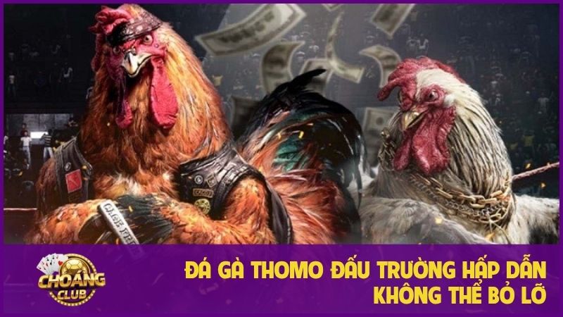 Đá gà thomo – Trải nghiệm cá cược hấp dẫn không thể bỏ lỡ 1 Đá gà thomo – Trải nghiệm cá cược hấp dẫn không thể bỏ lỡ