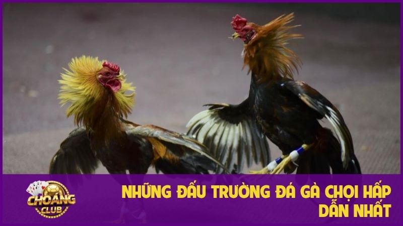 Đá Gà Chọi - Khám phá thú vui dân gian đầy kịch tính 3 Những đấu trường đá gà chọi đỉnh cao