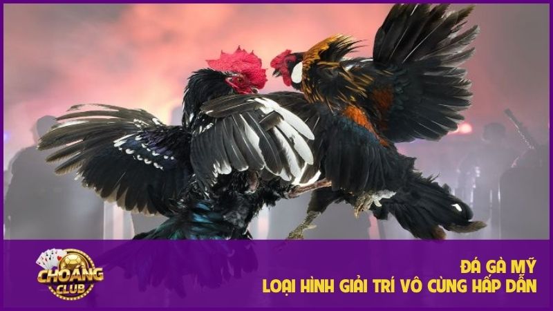 Đá gà Mỹ - Sân chơi đỉnh cao cho người đam mê chọi kê 3 Đá gà Mỹ mang đến những trải nghiệm giải trí đỉnh cao