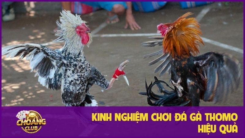 Đá gà thomo – Trải nghiệm cá cược hấp dẫn không thể bỏ lỡ 3 Kinh nghiệm chơi đá gà Thomo hiệu quả, thắng lớn mỗi ngày