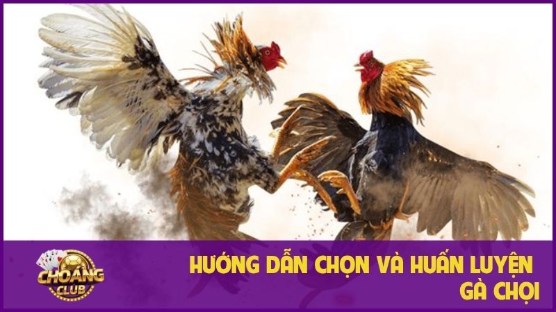 Đá Gà Chọi - Khám phá thú vui dân gian đầy kịch tính 2 Hướng dẫn chi tiết cách chọn và huấn luyện gà chọi