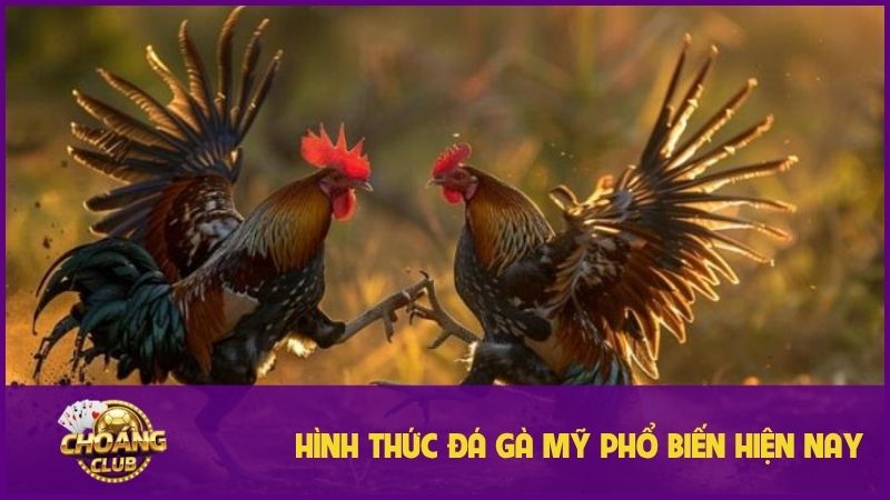 Đá gà Mỹ - Sân chơi đỉnh cao cho người đam mê chọi kê 2 Những hình thức đá gà Mỹ hấp dẫn nhất hiện nay