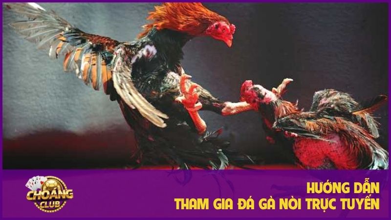 Đá gà nòi - Thăng hoa cảm xúc với những trận đấu đỉnh cao 2 Hướng dẫn chi tiết cách tham gia đá gà nòi trực tuyến